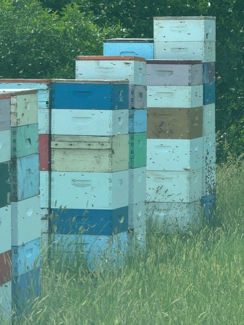 Close-up of vibrant, well-maintained honey bee hive boxes stacked ready for pollination service