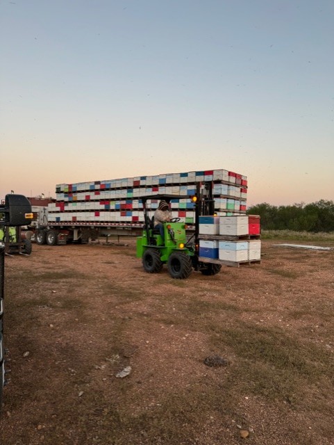 Beekeeping team efficiently loading colorful hive boxes onto a flatbed trailer using a forklift