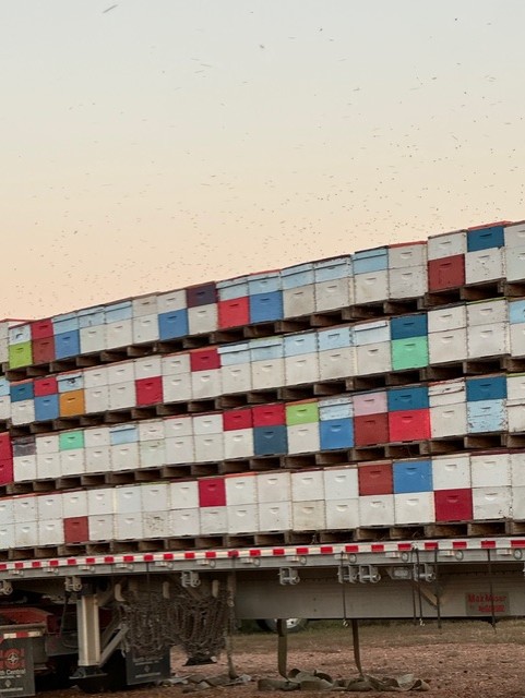 Massive transport truck loaded with hundreds of colorful beehives ready for crop pollination service