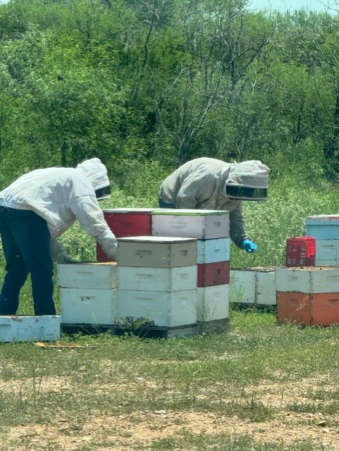 Hamilton Honey Farm beekeepers Darwin and Olga Hamilton working with active bee hives in a South Texas field